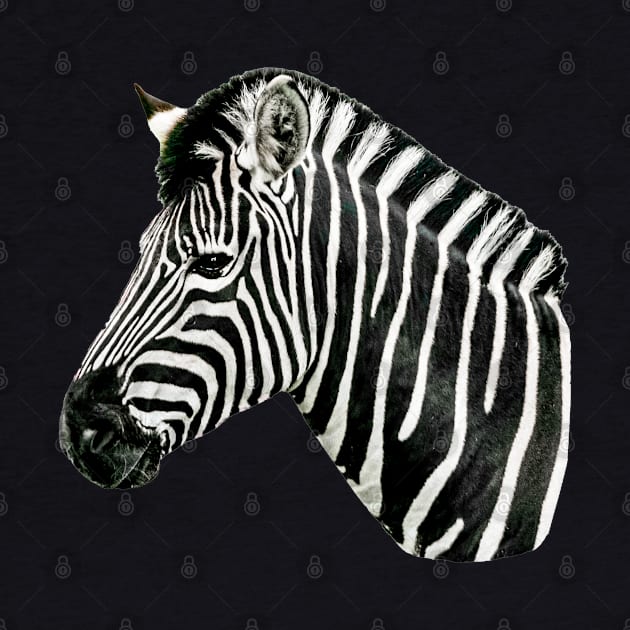 Zebra by dalyndigaital2@gmail.com